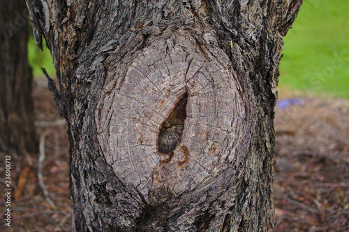 Close up view of old chopped tree brunch