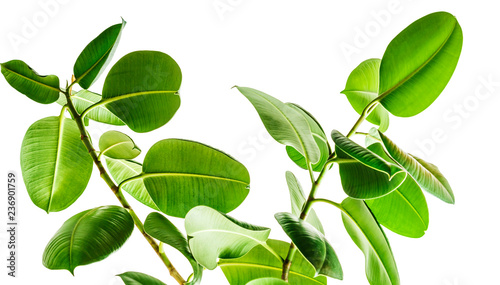 Branches of a rubber tree bottom view on white background, large rounded isolated green leaves. Elements for card, poster desing