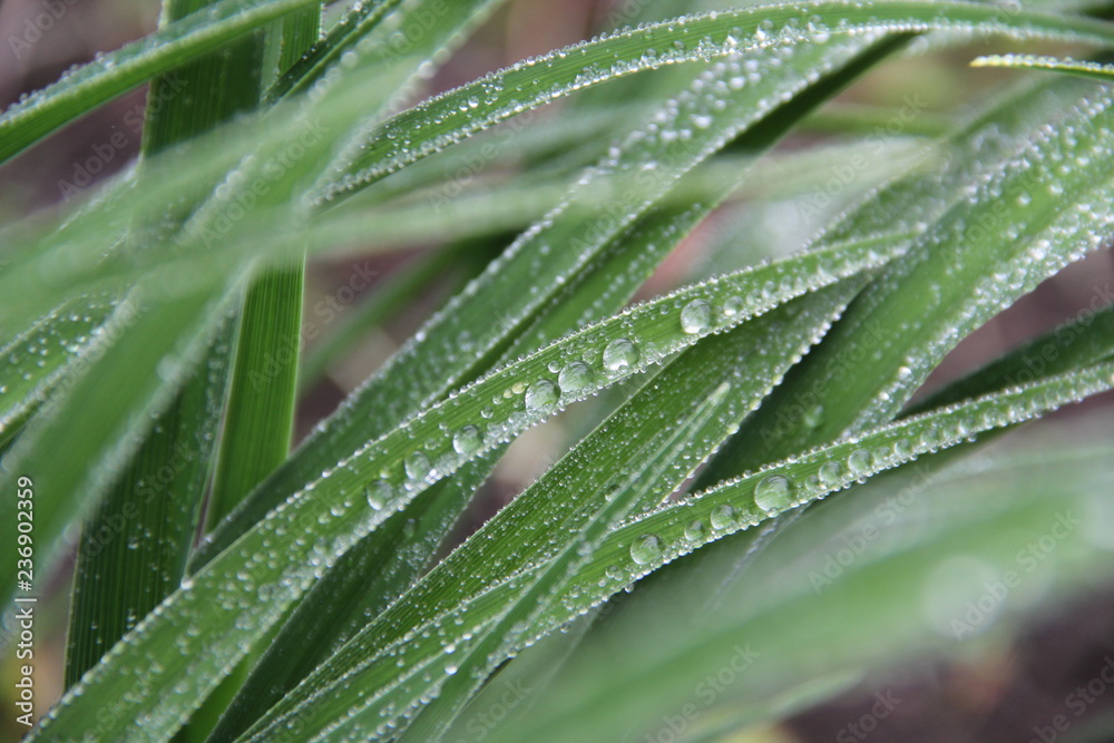 dew on leaf dew on leaf