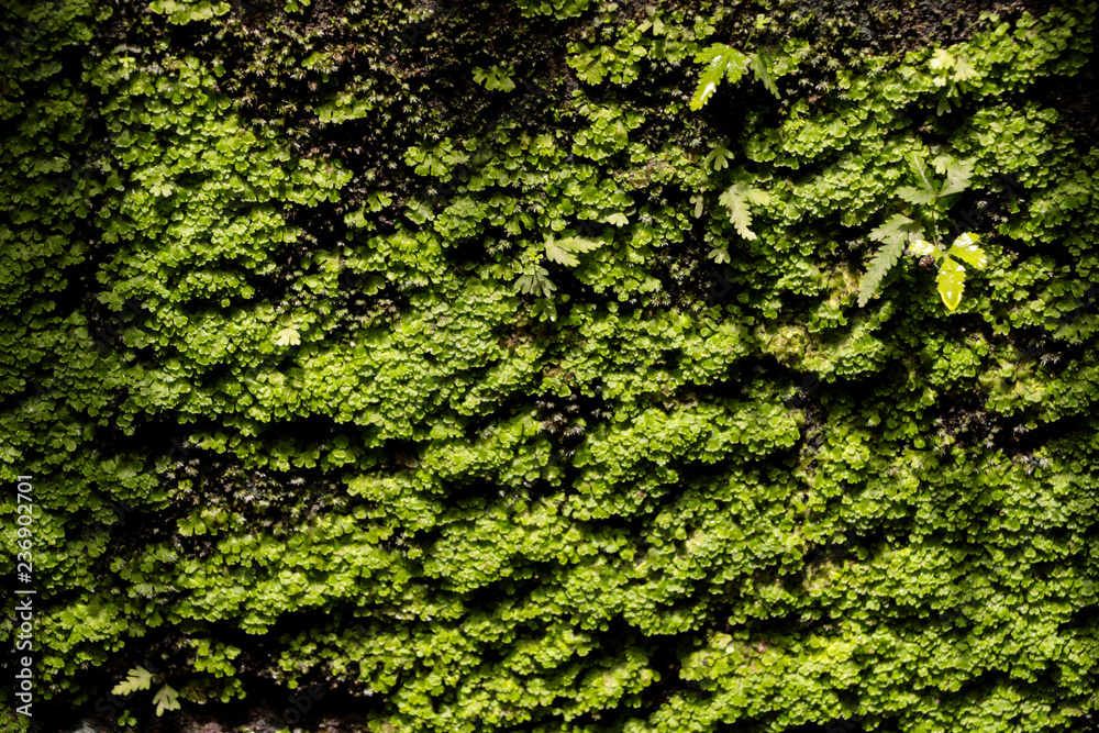 Moss in garden