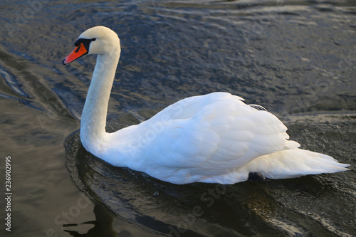 Bright macro photo of a beautiful white swan