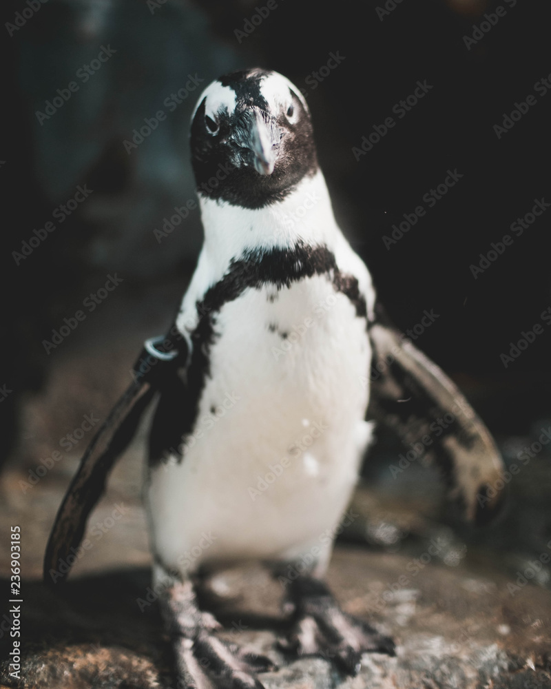 Naklejka premium Angry Penguin