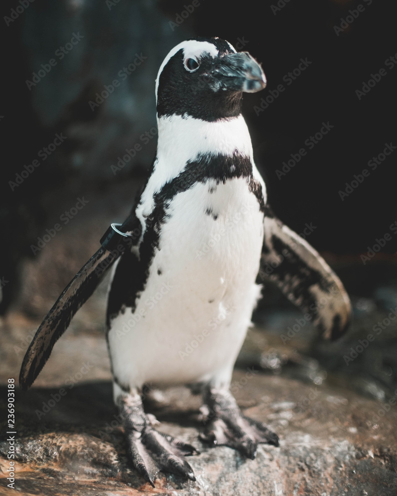 Naklejka premium Posed Penguin