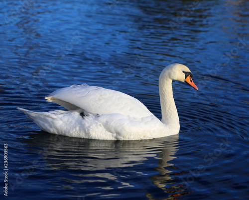 Bright macro photo of a beautiful white swan