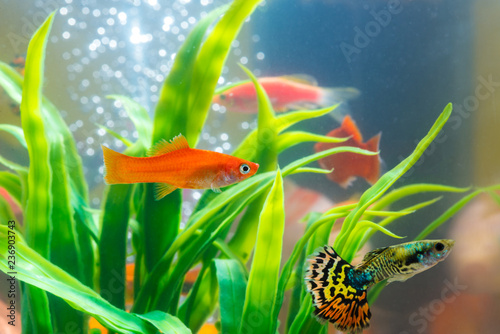 Photography Little fish in fish tank or aquarium, gold fish, guppy and red fish, fancy carp with green plant, underwater life