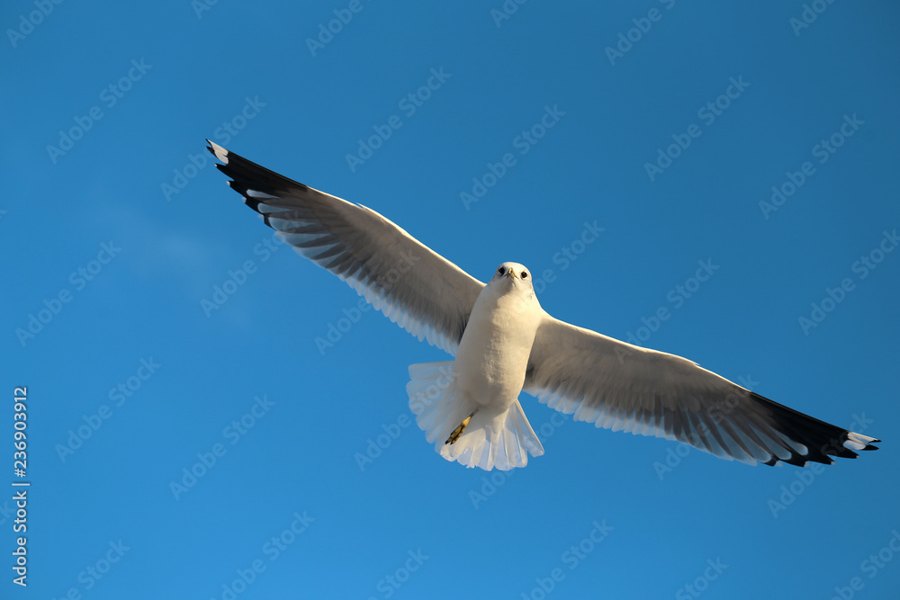 Super macro photo of a white seagull in flight Super macro photo of a white seagull in flight
