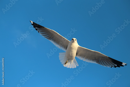 Super macro photo of a white seagull in flight
