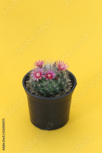 pink flower cactus in black pot on yellow background