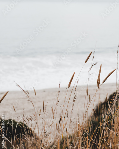 Shoreline grass