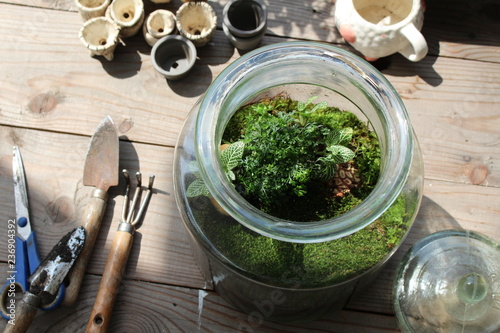 clear glass jar of terrarium with moss and plant photo