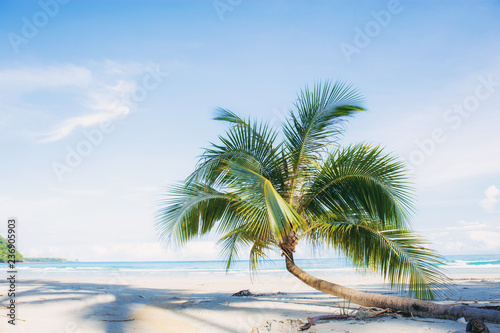 Palm tree on sand beach. © RK1919