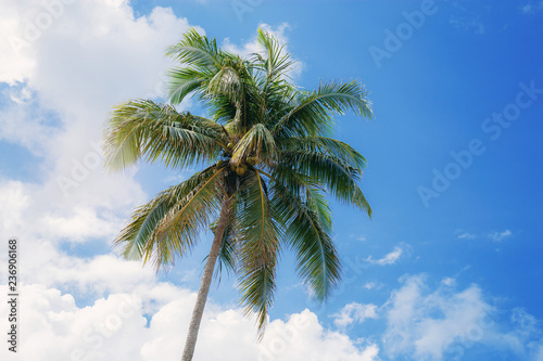 Palm tree with blue sky at sunlight.