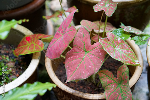 Elephant Ear Plant, Heart of Jesus Plant, Angel Wings Plant or Keladi, Keladi Red Star photo