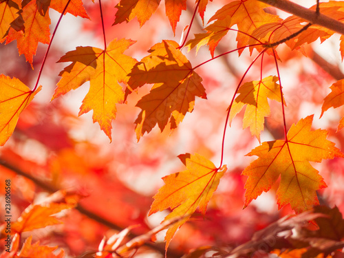 Background texture of red, yellow, orange color maple tree leaves growing on branches in sunshine.