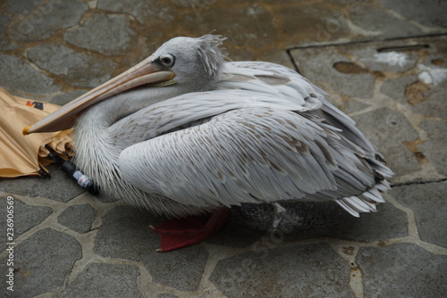 Pelican