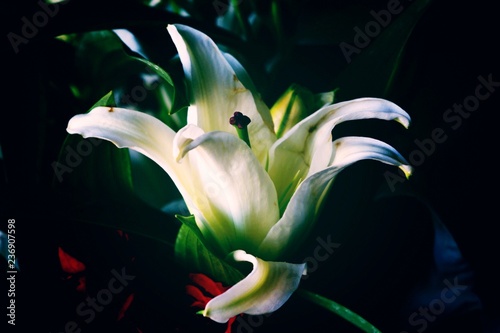 lily on black background