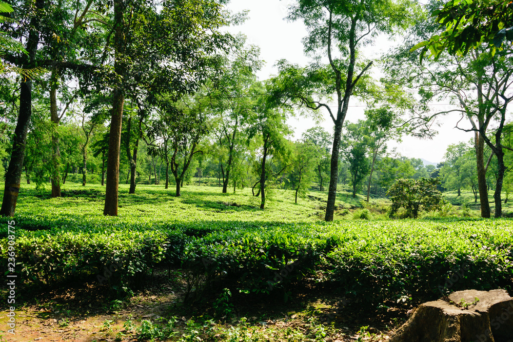 Fototapeta premium Tea plantation in Asam India.