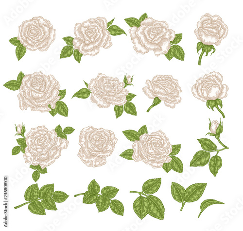 White roses vector illustration. Hand drawn flowers and leaves. Floral design elements.