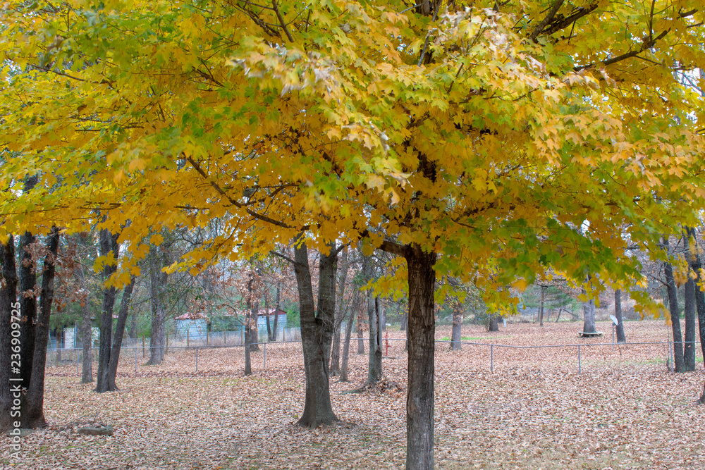 autumn maple