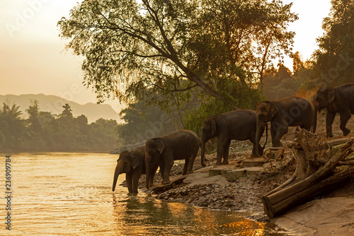 Asian wild family group Elephants walking in the natural river at deep forest at Kanchanburi province in Thailand