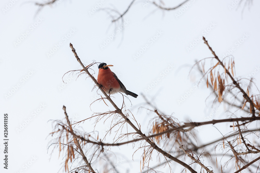 bullfinch on a branch