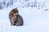 Striped stray cat sitting on the snow in the winter forest