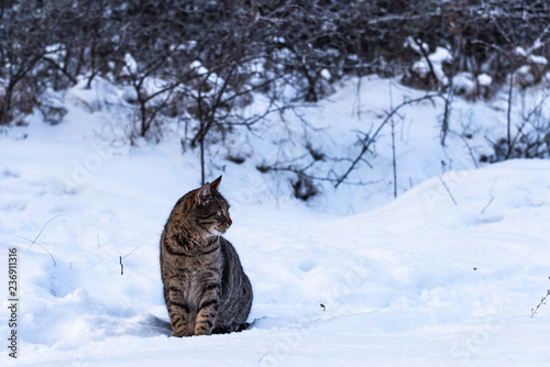 Striped stray cat sitting on the snow in the winter forest © Stanislav Ostranitsa