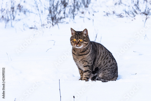 Striped homeless stray cat sitting on the snow  close-up