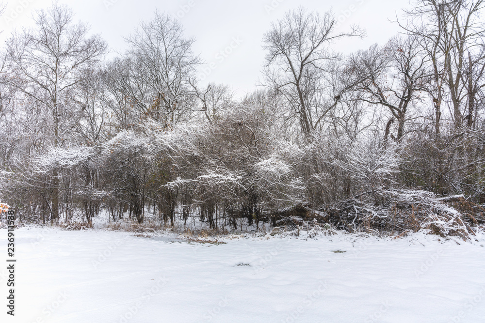 Winter landscape with snow. Nature concept