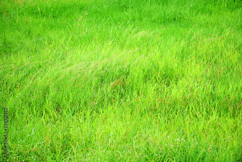 Meadow green nature for background