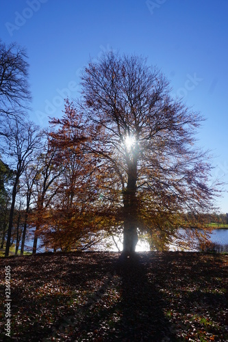 tree