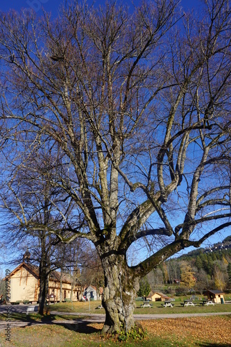 tree