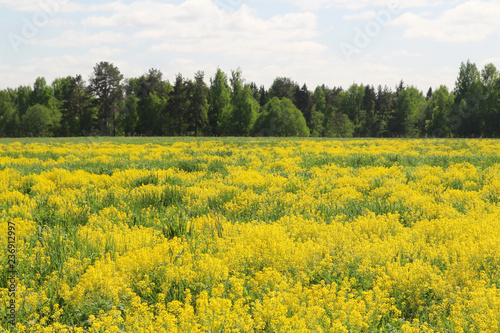 Field of rapeseed in Kostroma region, Russia 