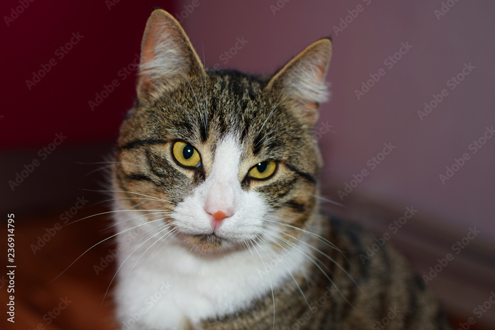 Portrait of brown striped cat on blurred interior background with copy space for text. Portrait of brown striped cat on blurred interior background with copy space for text.