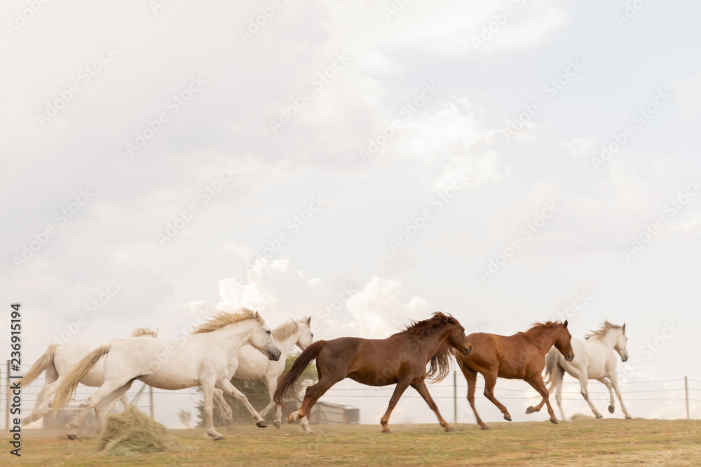 Fototapeta premium Free Range horses