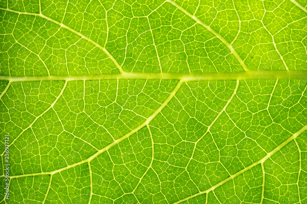 Green leaves background. Leaf texture - obrazy, fototapety, plakaty 