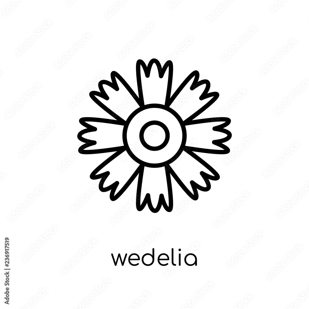 Wedelia icon. Trendy modern flat linear vector Wedelia icon on white background from thin line nature collection Wedelia icon. Trendy modern flat linear vector Wedelia icon on white background from thin line nature collection