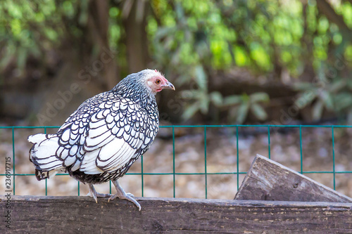 Speckled hen wlking along the fence photo