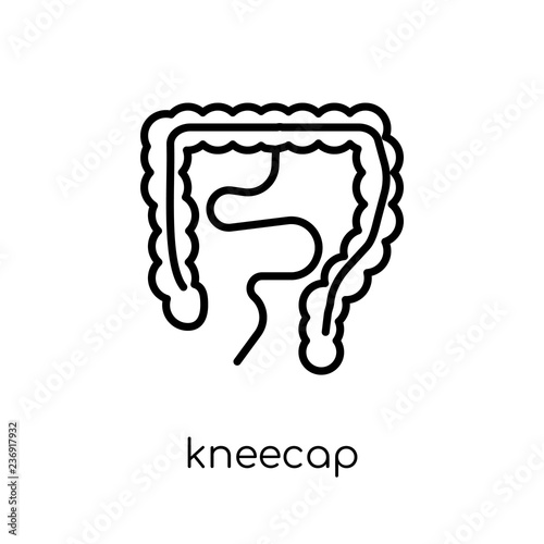 Kneecap icon. Trendy modern flat linear vector Kneecap icon on white background from thin line Human Body Parts collection