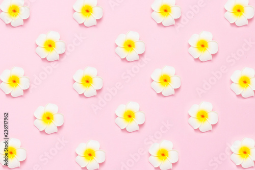 Tropical flowers plumeria on a pink background. Concept texture or pattern for napkins, postcards, background. Flat lay, top view