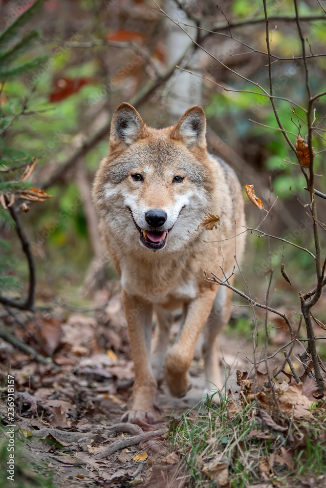 Wolf in autumn forest Wolf in autumn forest