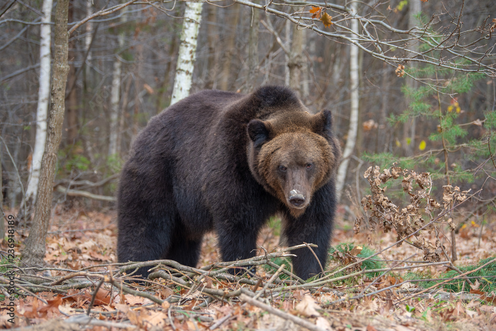 Bear in autumn forest