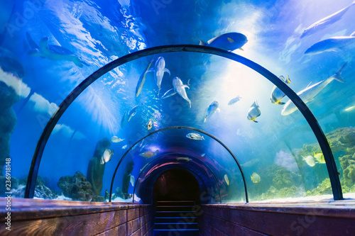 Underwater tunnel in oceanarium