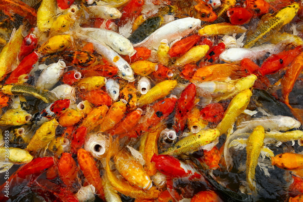 Many carp Colorful swimming pond filled with red, orange, yellow and white. Many carp Colorful swimming pond filled with red, orange, yellow and white.