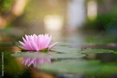 beautiful lotus flower on the water after rain in garden.