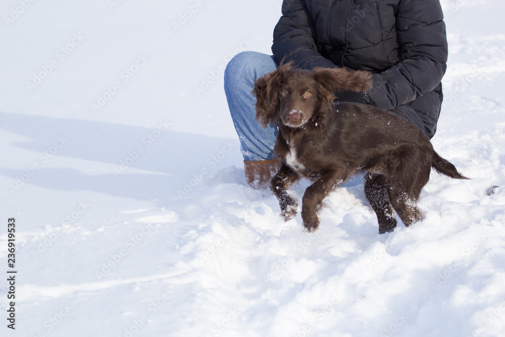 hunting Spaniel puppy in the snow