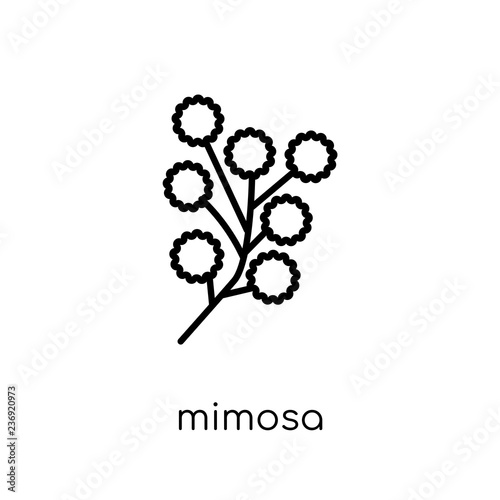 Wallpaper Mural Mimosa icon. Trendy modern flat linear vector Mimosa icon on white background from thin line nature collection Torontodigital.ca