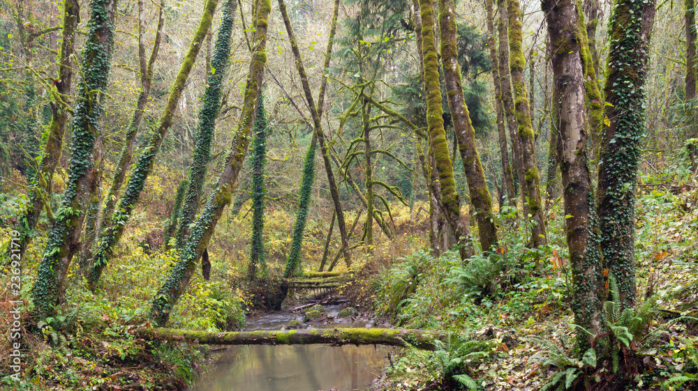 Oregon autumn forest, with trees covered with moss and climbing ivy on both sides of small spring. Oregon autumn forest, with trees covered with moss and climbing ivy on both sides of small spring.