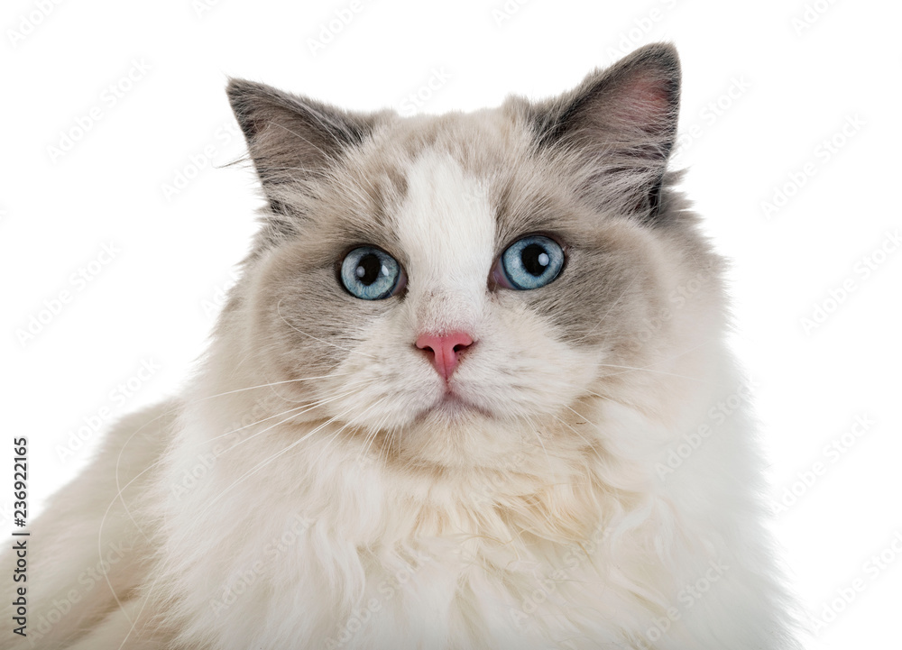 ragdoll cat in studio ragdoll cat in studio