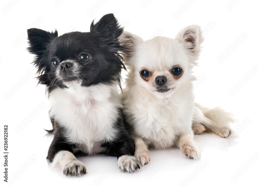 chihuahuas in studio chihuahuas in studio